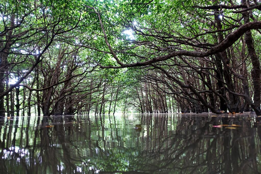沖縄お大浦湾マングローブの森の中の幻想的な写真