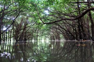 沖縄お大浦湾マングローブの森の中の幻想的な写真